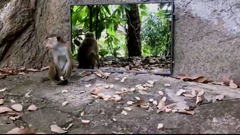 Animals Seeing Themselves For The First Time!