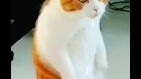 cats funny video