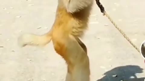 A Naughty and cute monkey, the technique is very good, give it a thumbs up