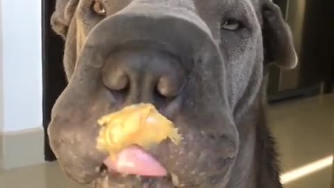 Dog humorously showcases peanut butter mustache