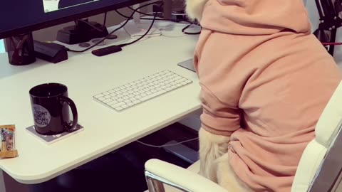 "WFH Paws: Watch This Adorable Dog Nap Through 'Working From Home'!" 😂🐶