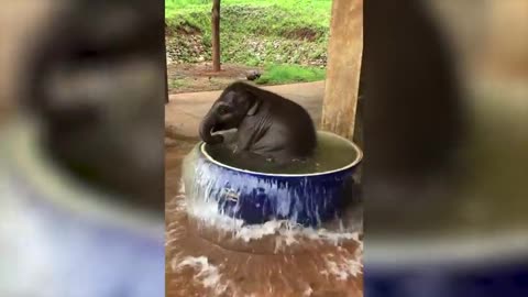 Baby Elephant LOVES to Splash Around in a Water Tub