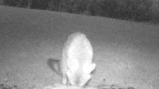 Cautious Fox Eating Seeds in a Beautiful Open Meadow!