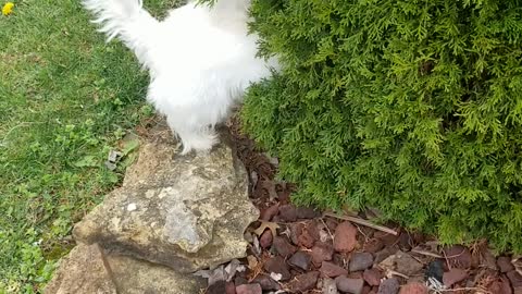 Westie Dog Hides in the Bush.