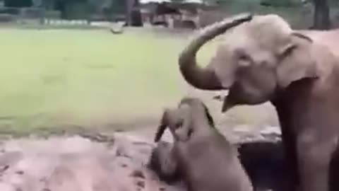 Cruel elephant