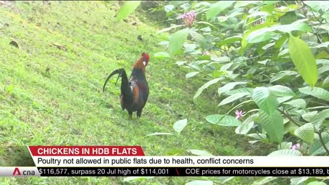 Chicken rearing not allowed in HDB flats due to public health, conflict management concerns