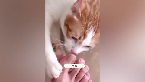 Funny cat smelling foot and her reaction🤣😂