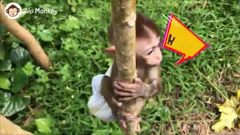 Baby Monkey BiBi couple picking fruit, Animals home