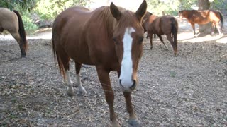 Horses | Edwin Stock Video