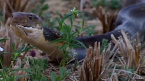 King Cobra in attacking mood and eat other snake Wildlife video