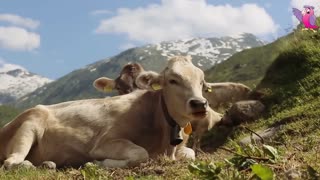 Cute Cows Mooing and Grazing in Field Calming