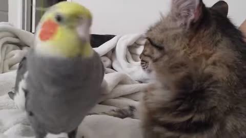 A Cockatiel Talking To A Cat