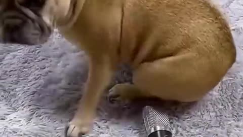 funny animal -cats and dog -video