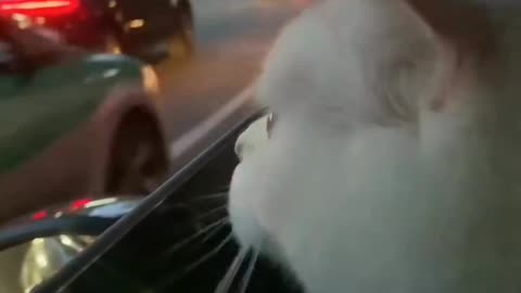 Cat loves to travel in a car