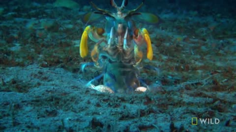 Mantis Shrimp vs Octopus | Ocean Fight Night