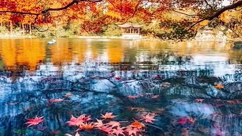 The maple leaves in the distance are red and beautiful# Autumn # mood # natural scenery