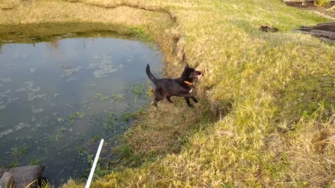 Cute dog play with his ball