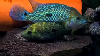 Kronoheros umbriferus pair F0 Rio Magdalena spawning/laying eggs, Umbee cichlid 20.03.2022