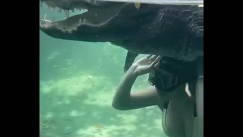 SWIMMING WITH ALLIGATORS 😨😱