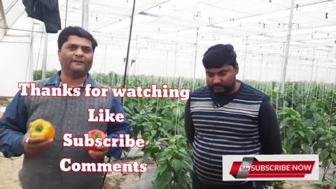 Polyhouse farming | Bell pepper | Shimla mirch ki khati