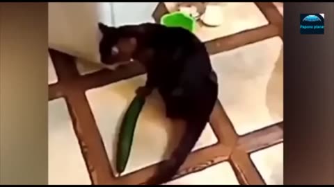funny kitten video
