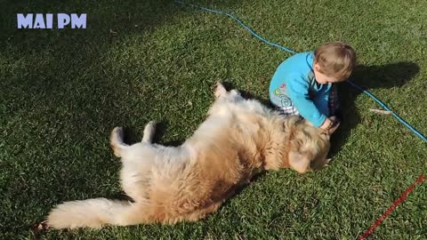 Golden Retriever Dog And Baby Are Best Friend - Cute Dogs Love Babies Compilation