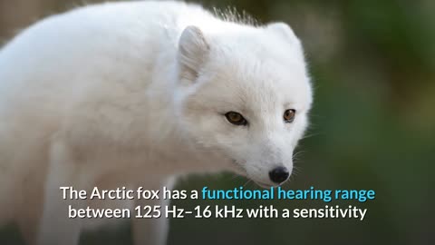 Arctic Fox || Description, Characteristics and Facts!