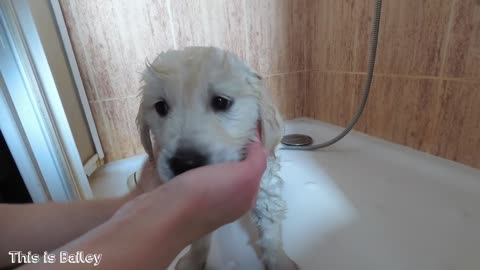 Bailey First Bath! 8 Week Old Golden Retriever | Puppy Takes a Bath!