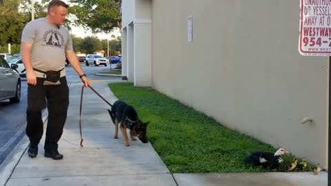 German Shepherd Puppy Attacked by Momma Duck! Protecting her ducklings during training!