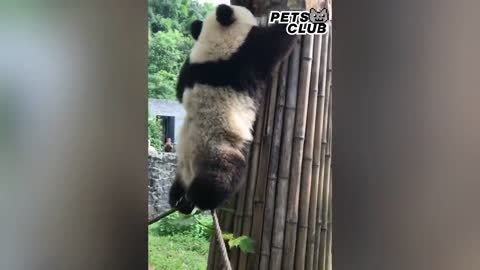 Panda Teamwork - Aww Cute Panda - Funniest Animals Compilation