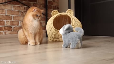 Pinky's reaction to a clockwork toy 😄 British Shorthair kitten