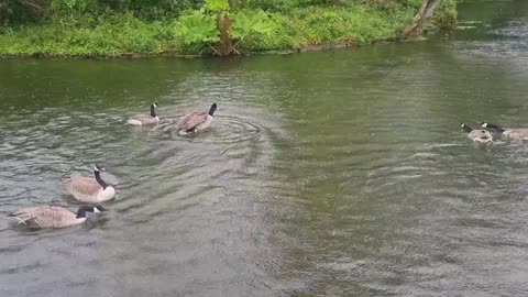 Canada Geese In North Wales.