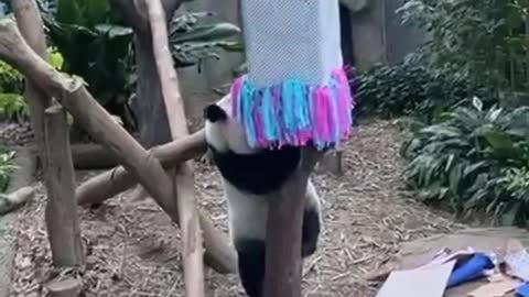 Panda cub gender reveal party