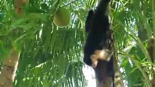 Living in Paradise ! a Capuchin monkey ( white-face monkey ) eats termites in a tree