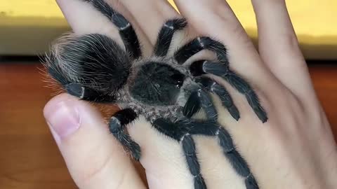 Australia spider