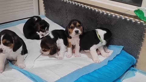 A group of newly born beagle puppies, they are really too cute!