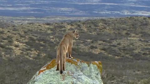 A cougar looking at the view