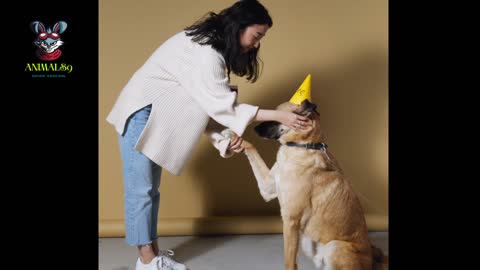 Dog Is Fed With So Much Love 💕