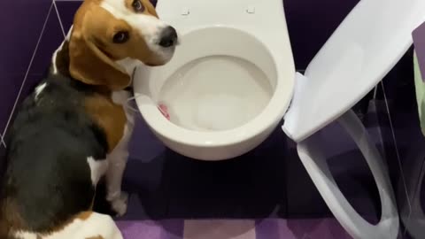 Archie Casually Breaks The Toilet