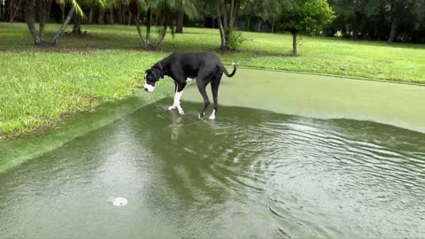 Great Dane Enjoys Splashing In The Putting Green Rain Pool