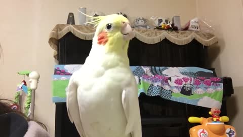 Cockatiel Sings - Radio GaGa- Queen Song