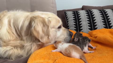 Golden Retriever Reacts to Baby Kittens