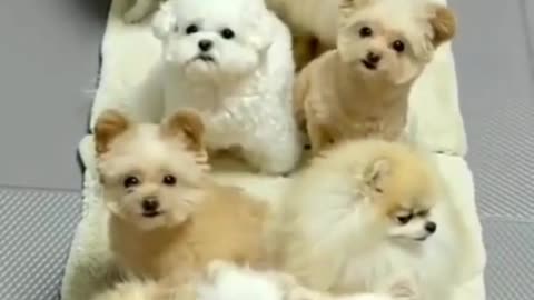 Dog video dog traning video baby dog small baby dog