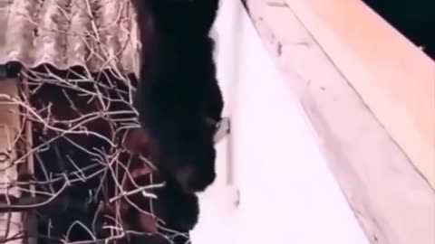 Spider Cat .Cat Funny video. Animels Funny Video