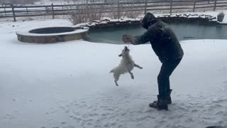 Jack the snow dog