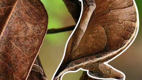 Leaf Tailed Gecko | Master Of Camouflage