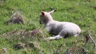 Watch the little lamb lying on the grass and enjoying its time on the countryside farm