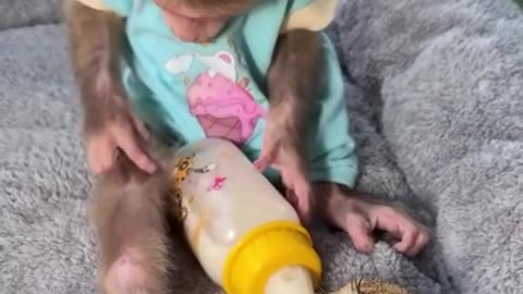 A Monkey Feeds a Bunny with a Bottle - Absolute Sweetness!