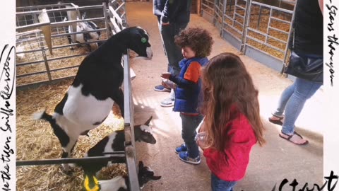 June 2015 I took Ayrton and Gabrielle to Hardy's animal farm at Ingoldmells 2 of 2