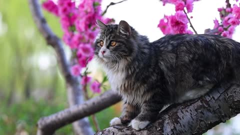 A cat is looking around in the tree